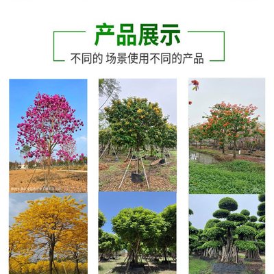 彩葉觀賞植物精品 日本羽毛楓在景區園林綠化工程中的應用