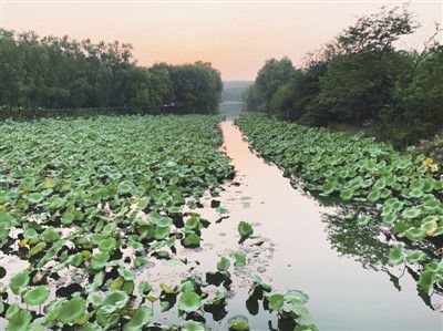 北京濕地公園建設 園林綠化工程助推生態城市發展