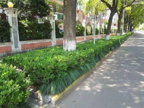 佛山市升級移動美化道路綠化帶，引領園林綠化工程新潮流