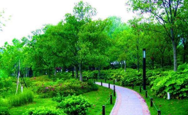 城市園林環保綠化工程施工中的植物養護策略