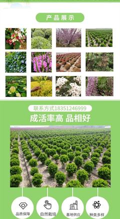小葉扶芳藤 打造美麗新農村與園林景區的綠色生態先鋒