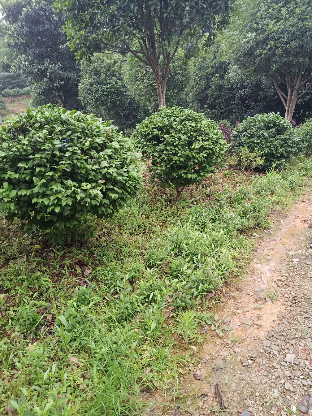 探秘茶花之美 湖南省長沙市雨花區跳馬錢氏苗圃的行業擔當