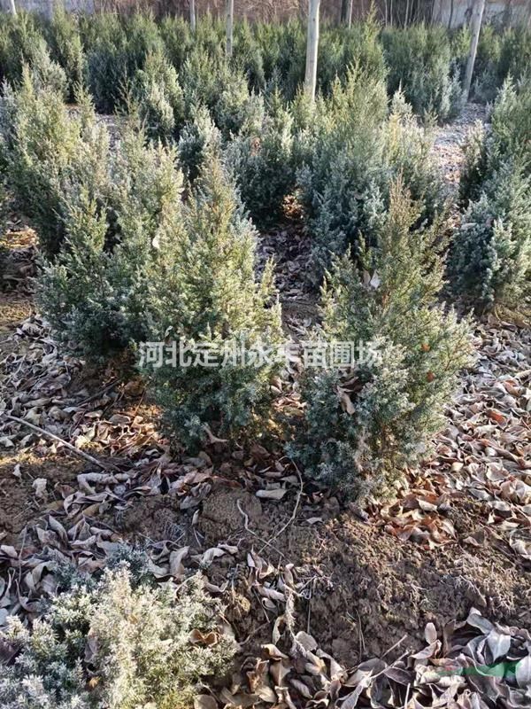 探尋望都塔檜 形態與應用的園林景觀解析